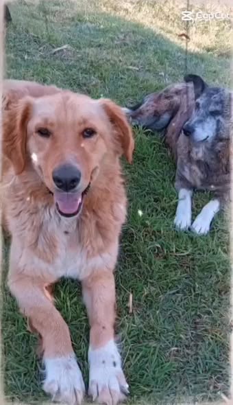 Mixed Breed