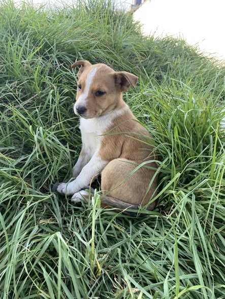 Mixed Breed