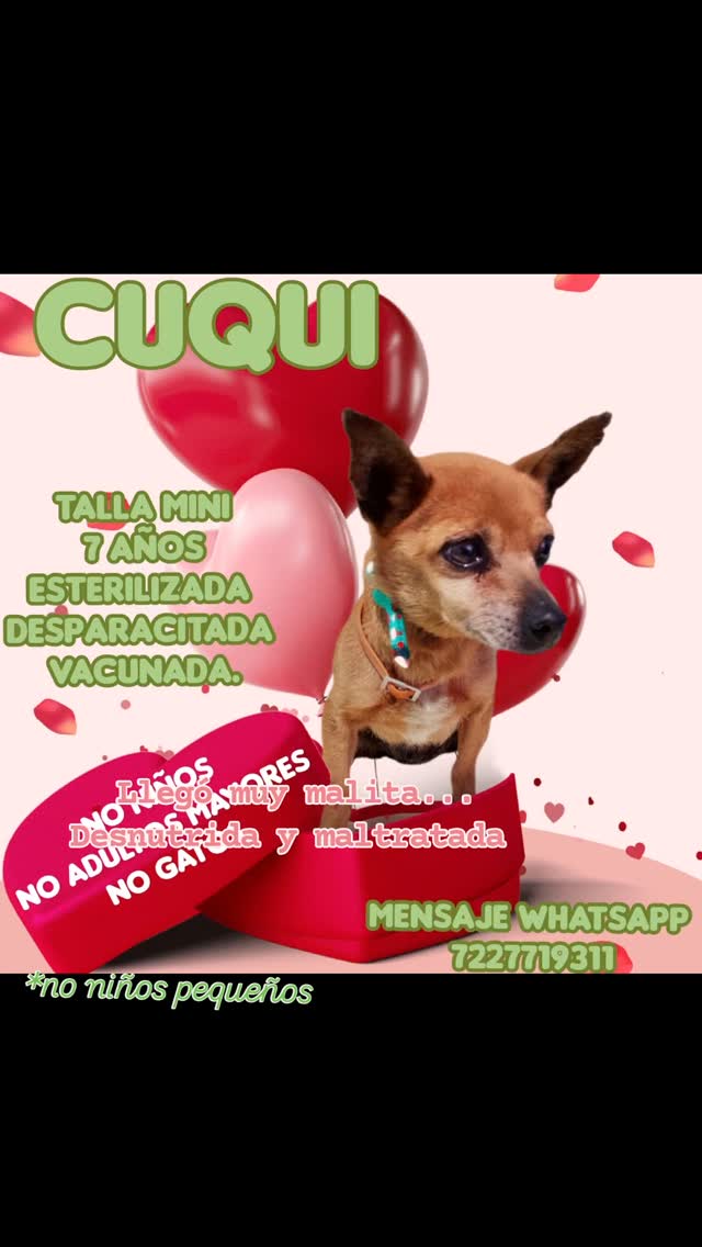 Chihuahua