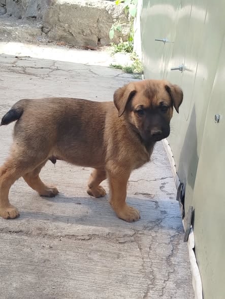 Mixed Breed