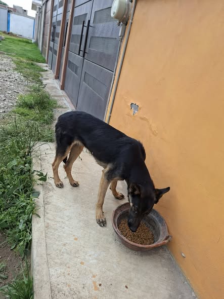 German Shepherd