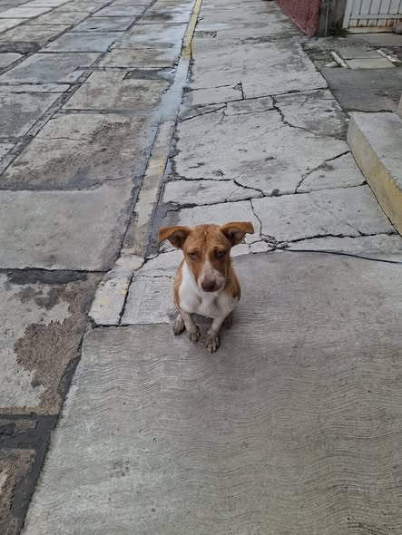 Mixed Breed