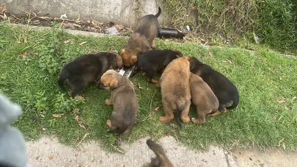Mixed Breed