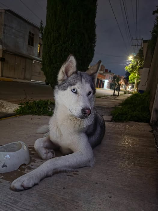 Siberian Husky