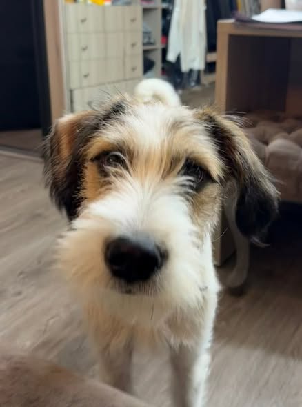 Mixed Breed