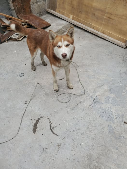 Siberian Husky