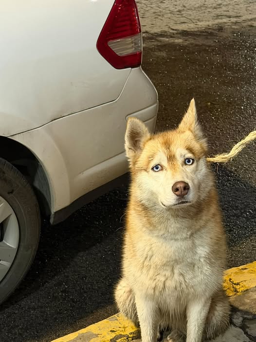 Siberian Husky
