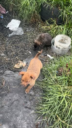 Mixed Breed