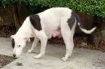 Mixed Breed