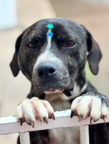 Mixed Breed