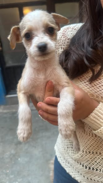 Dog for adoption