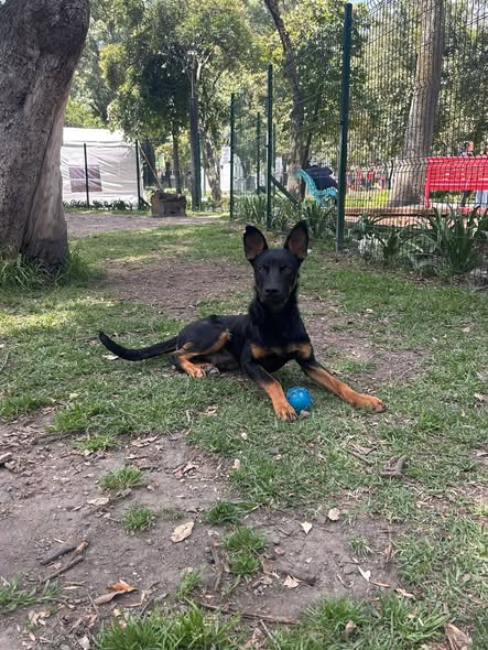 Perro en adopción