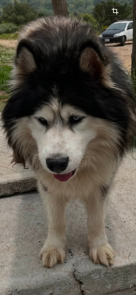 Dog for adoption