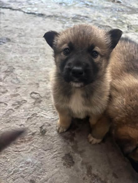 Perro en adopción