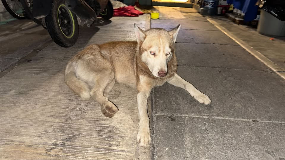 Perro en adopción
