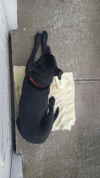 Perro en adopción