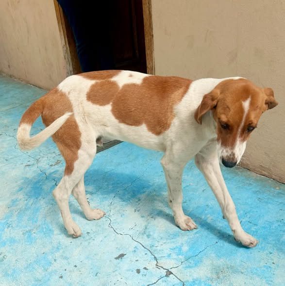 Perro en adopción