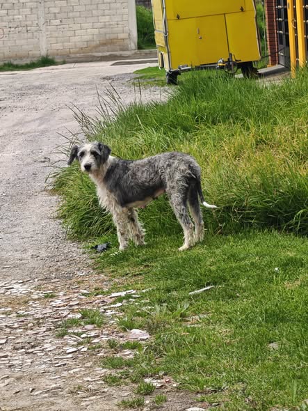 Perro en adopción