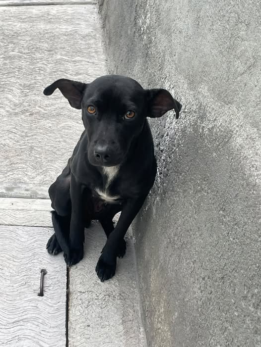 Perro en adopción