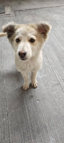 Perro en adopción