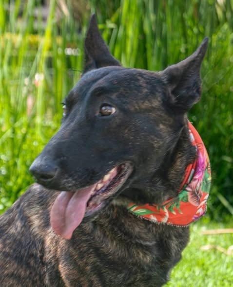 Dog for adoption