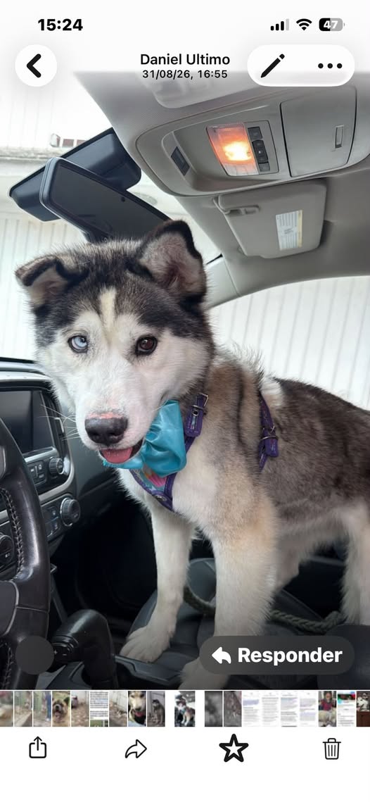 Dog for adoption