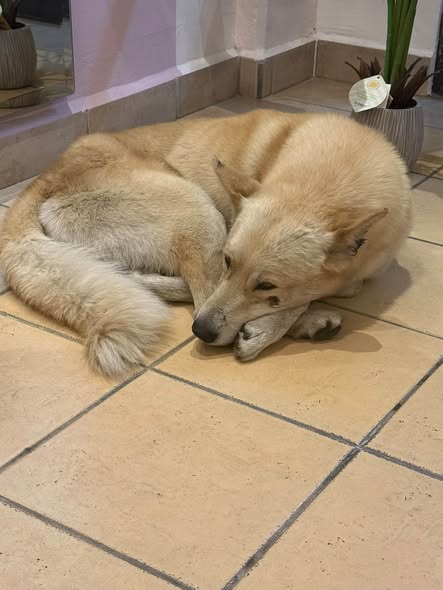 Dog for adoption