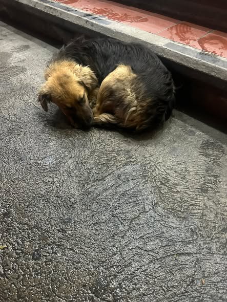 Dog for adoption