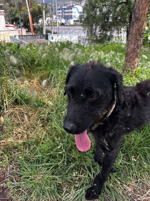Perro en adopción