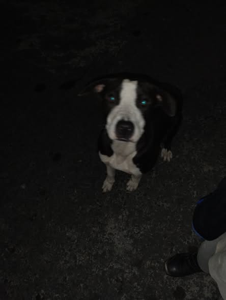 Perro en adopción