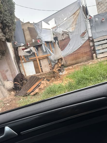 Dog for adoption