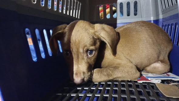 Perro en adopción