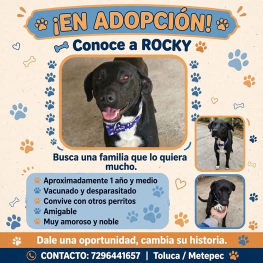 Dog for adoption