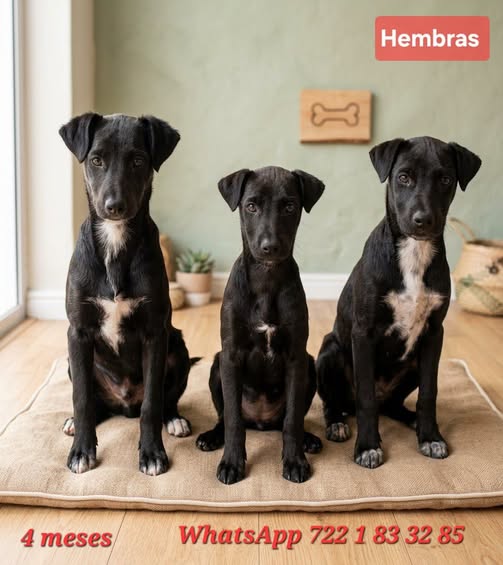 Perro en adopción