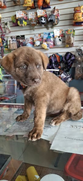 Perro en adopción