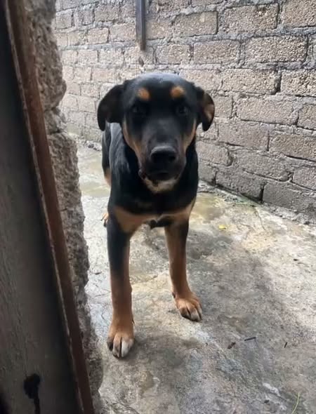 Perro en adopción