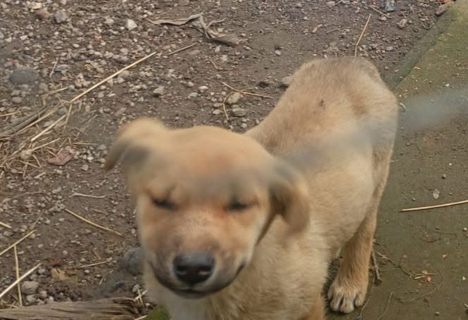 Perro en adopción