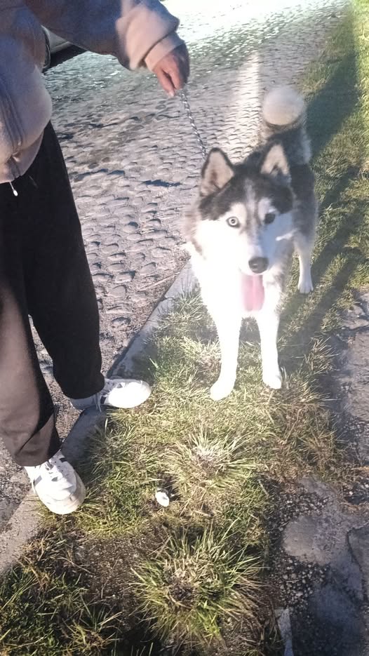 Dog for adoption