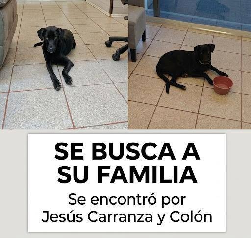 Dog for adoption