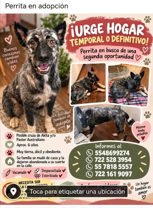 Dog for adoption