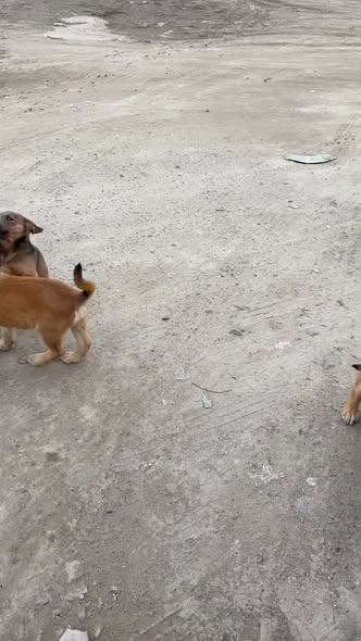 Perro en adopción