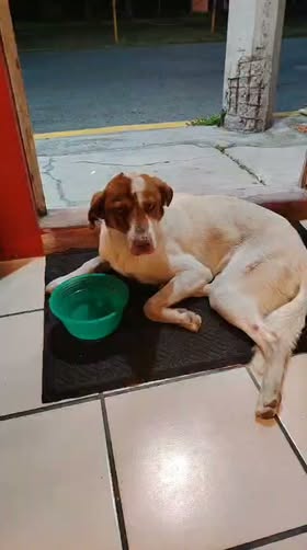Perro en adopción