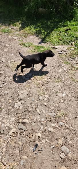 Dog for adoption