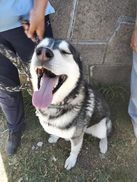 Dog for adoption