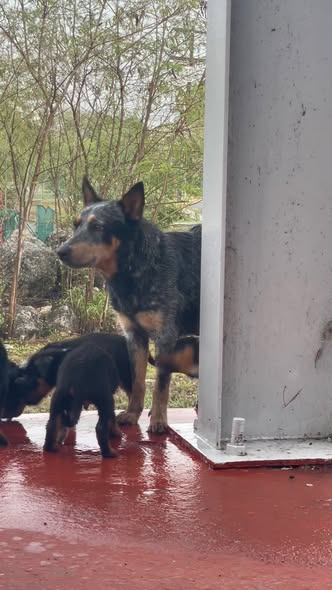Australian Cattle Dog