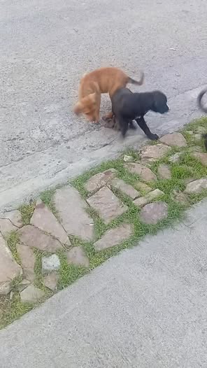 Mixed Breed