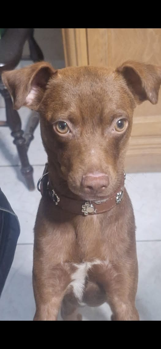 Mixed Breed