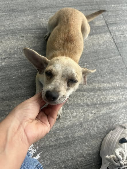 Chihuahua