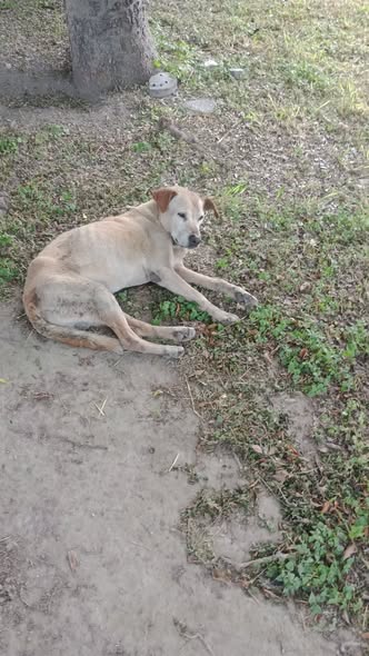 Mixed Breed