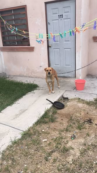 Mixed Breed